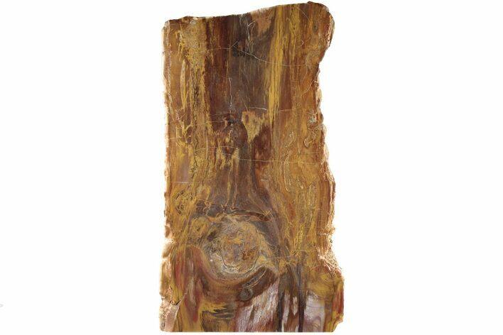 Free-Standing, Polished Petrified Wood - Madagascar #184974